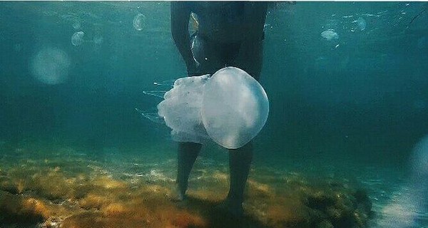 Часть побережья Крыма заполонили медузы