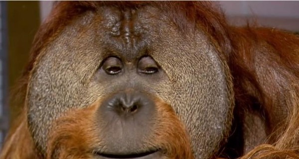 В США умер выучивший язык жестов орангутанг Чантек