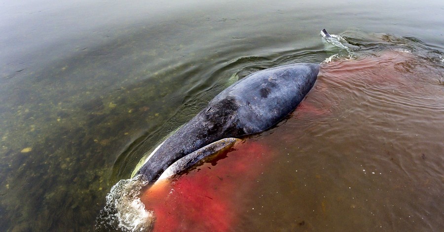 Застрявший в устье реки гренландский кит уплыл в море