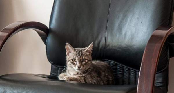 Самый известный кот-чиновник Днепра снялся в профессиональной фотосессии
