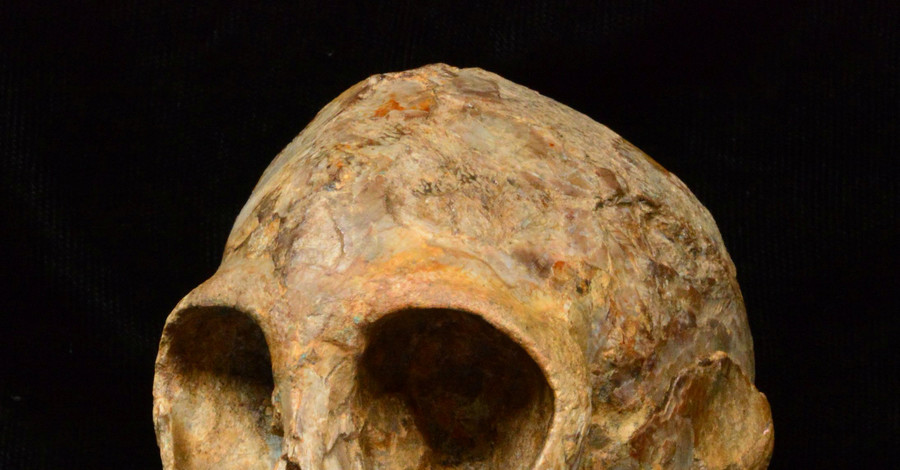 В Африке нашли самый ранний череп человекообразной обезьяны
