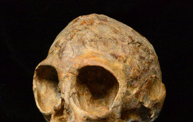 В Африке нашли самый ранний череп человекообразной обезьяны