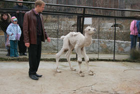 В Ялте родился верблюд-альбинос 