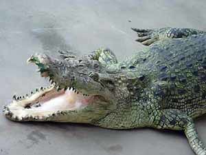 Мать вырвала свою дочку из зубов крокодила 
