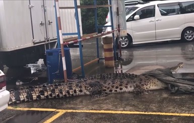 В Малайзии возле магазина поймали огромного крокодила