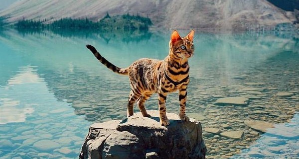 У бенгальской кошки-путешественницы 200 тысяч подписчиков в Инстаграм