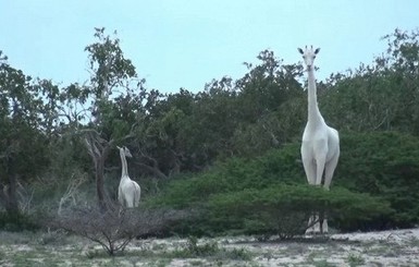 Впервые в истории удалось снять на видео белых жирафов 