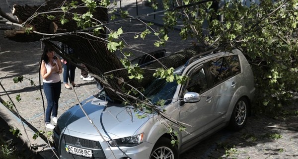 Во Львове дерево упало на автомобиль нардепа от БПП