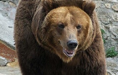 В России медведь загрыз маленького мальчика