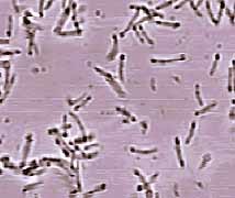 Ученые измерили длину полового органа бактерий 