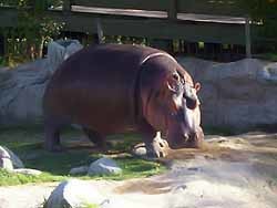 Олесь Довгий не может выбрать между слоном и бегемотом в зоопарке. 