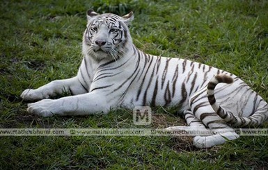 В Индии два молодых белых тигра убили смотрителя национального парка