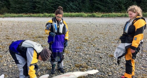 На пляже Аляски на берег выбросило загадочное существо