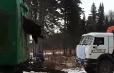 В России медведь застрял в окне вахтового вагона