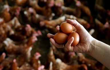 Цена на яйца вырастет еще на 1-2 гривны