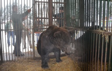 На Закарпатье привезли трех медведей из бродячего цирка, брошенных 10 лет назад