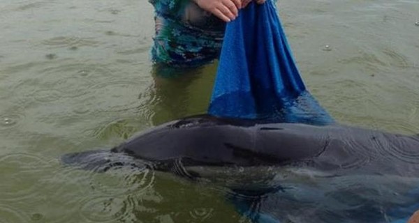 Под Одессой из сетей сутки не могут достать запутавшегося дельфина