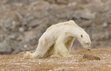 Пользователей соцсетей довело до слез видео с умирающим от голода белым медведем