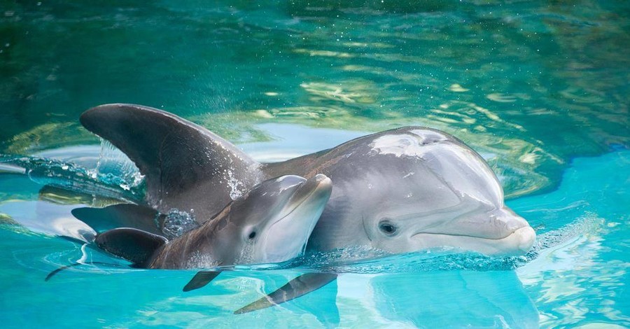 В Трускавце ГСЧС спасали дельфинов и морских котиков от холода