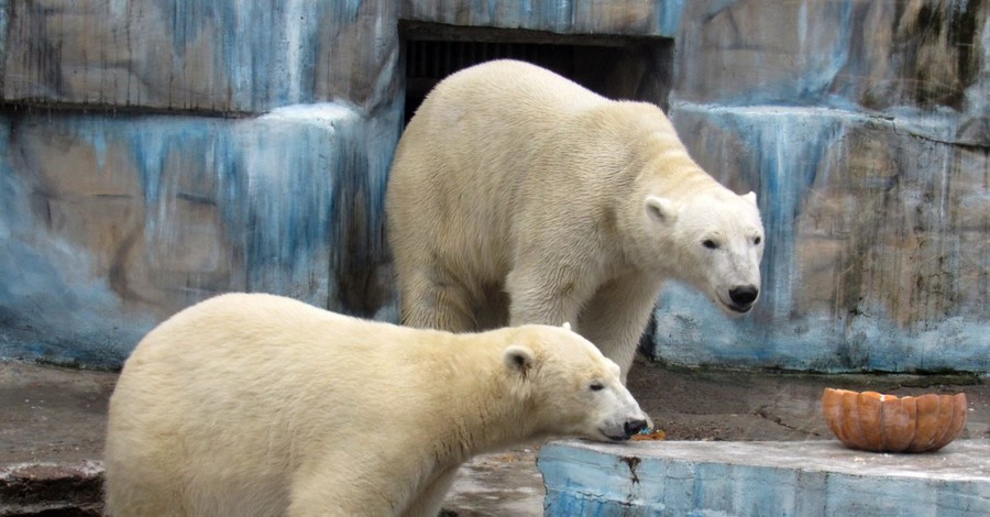 В Николаевском зоопарке родился белый медвежонок размером с шиншиллу