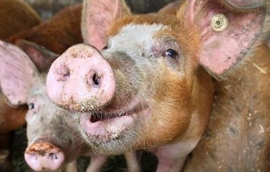 Вирус чумы свиней побывал во всех областях Украины