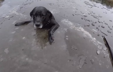 В Англии спасли лабрадора, застрявшего в замерзшей реке