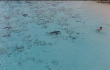 На Багамах мальчику удалось спастись от четырех акул