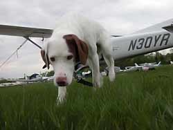 Собака врезалась в самолет и сбила его 