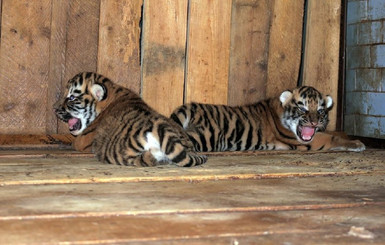 В николаевском зоопарке родился 66-ой по счету тигренок