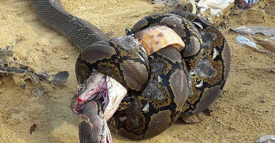 Сетчатый питон и королевская кобра убили друг друга в схватке
