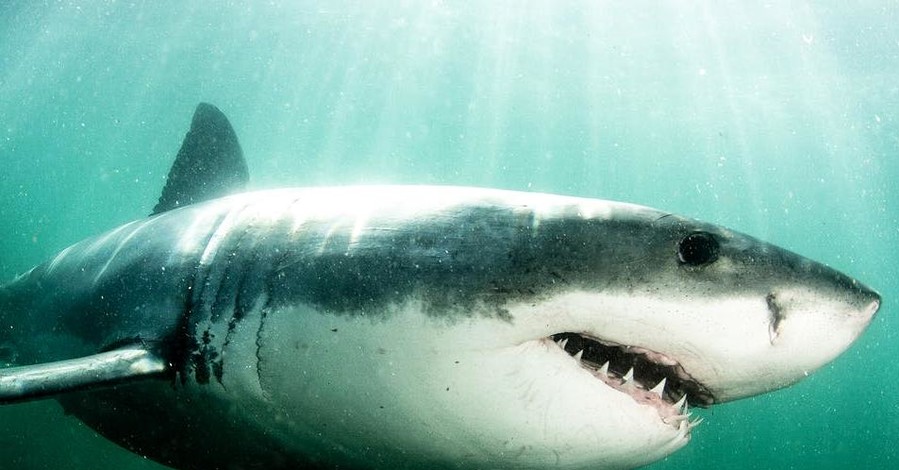 Австралиец голыми руками отбился от акулы