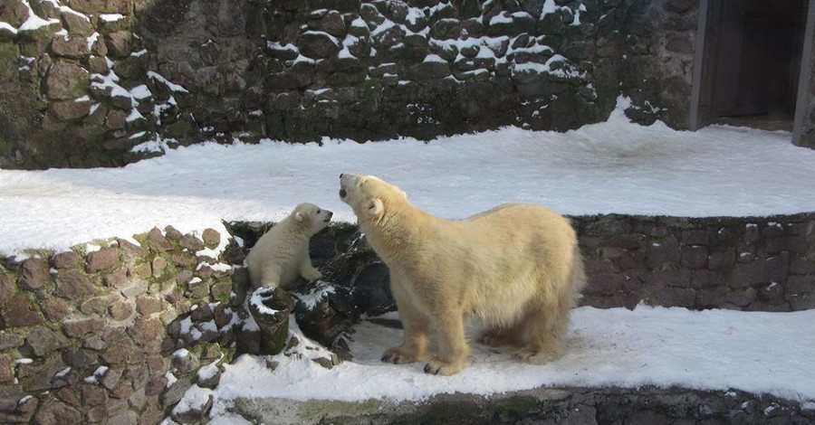 В Николаевском зоопарке показали как белый медвежонок радуется мартовскому снегу