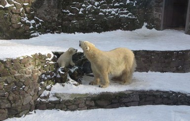 В Николаевском зоопарке показали как белый медвежонок радуется мартовскому снегу