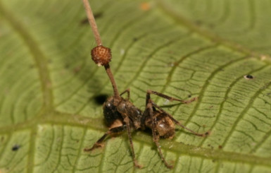 Эволюция зомби: ученые открыли новую способность грибка, зомбирующего муравьев