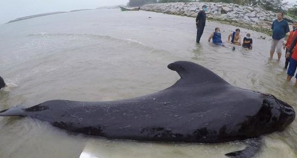 Черный дельфин наглотался пакетов и выбросился на берег Таиланда