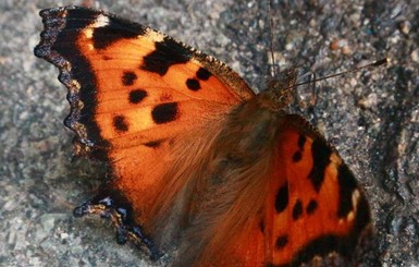 Нашествие бабочек на столицу: откуда аномалия и как повлияет на экологию