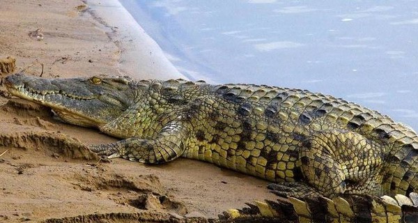 Крокодил сожрал эфиопского священника во время крещения