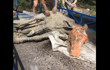В Черниговской области лоси застряли в глине, их вытянули, облив водой из брандспойтов 