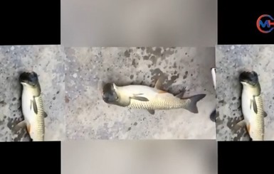 В Китае мужчина выловил рыбу с необычной головой