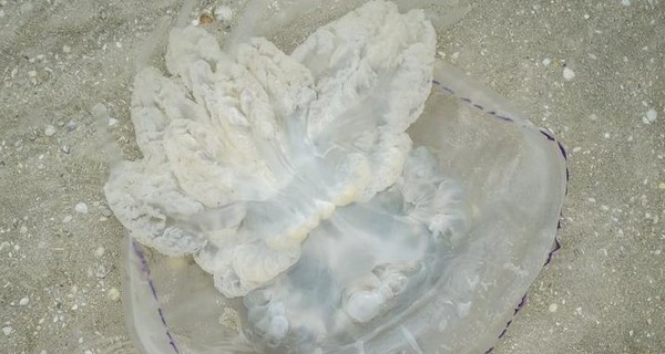 Черноморские медузы-гиганты 