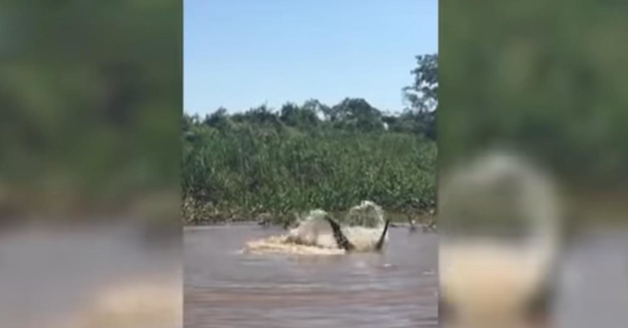 Схватку ягуара и аллигатора сняли на видео