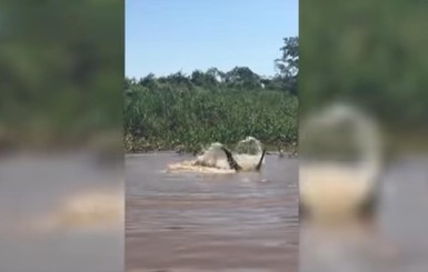 Схватку ягуара и аллигатора сняли на видео