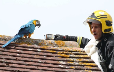 В Лондоне попугай обматерил приехавших спасать его пожарных