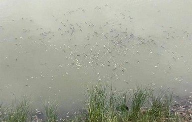 В киевском озере на Теремках массово погибла рыба