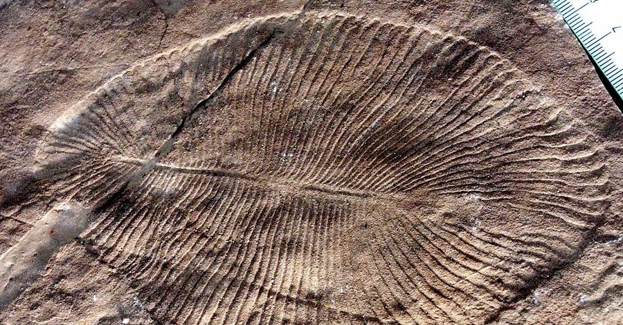 Ученые нашли останки существа, которым около 558 миллионов лет