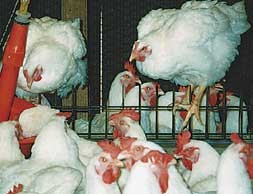 За три дня на птицефабрике погибли 2 тысячи куриц 