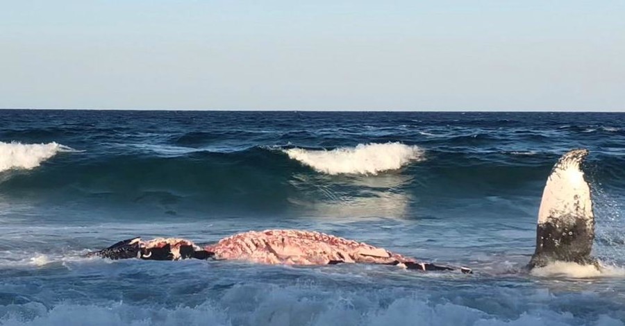 Акула выбросилась на берег в Мозамбике, чтобы съесть мертвого кита