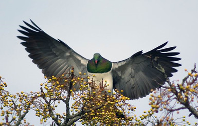 Хмельной голубь стал птицей года в Новой Зеландии