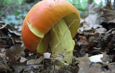 В Мелитополе 3 человека отравились грибами, 2 - в реанимации