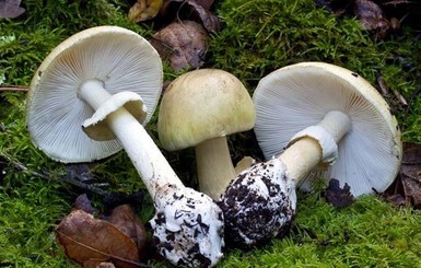 С начала года в Украине отравились грибами 174 человека, 11 - умерли